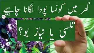 Which Plant Is Better For Home Tulsi Or Niaz Boo