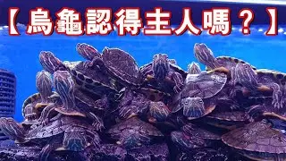 烏龜認得主人嗎？🐢看到你只想吃你？😂(下集)|【雙Q烏龜成長日記】