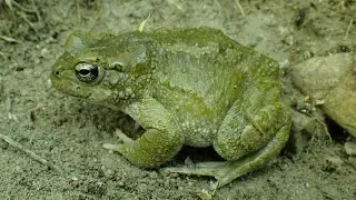 Cypriotische Groene Pad/Cyprian Green Toad (Bufotes cypriensis) Close-up