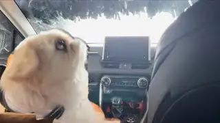 初めて洗車を体験したペキの反応が意外すぎましたｗ