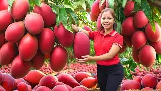 Harvesting 1000+ Giant Mango Tropical Goes To Market Sell,Make Traditional Mango Salad|Ella New Life