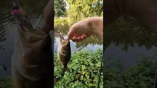 Catching a Largemouth Bass with Rebel Pop-R fishing lure #fishing