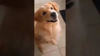 Look At This Happy Handsome Golden Retriever-Corgi Mix Dog Breed #goldenretriever #doglover #doglife