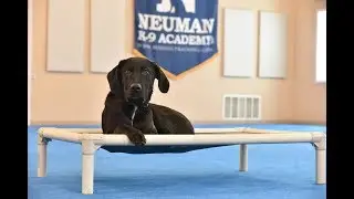 Rex (Lab mix) Boot Camp Dog Training Video Demonstration