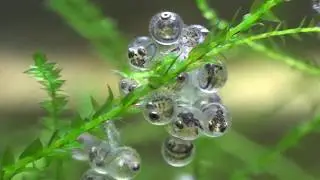 メダカの孵化から産卵