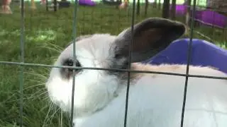 Bunny Festival 2009