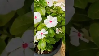 Stunning White Vinca Flower Blooming|Nature's Beauty #Shorts