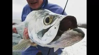Hissu & Baby-Tarpon. Jardines de La Reina. Cuba. 2015.