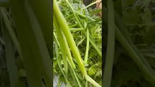 Harvesting Herbs Is EASY #harvest #herbal #herbalmedicine #herbalife #harvestseason #medicinalherbs