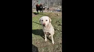 Rescue Dog with Open Wound Tumor #shorts