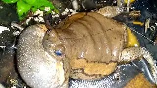 Frog Sounds in water - Amfibie animal sounds