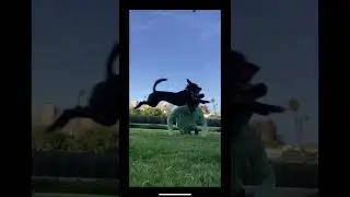 When you try to combine exercise and fetch..