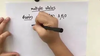 ชีววิทยา พันธุศาสตร์ - มัลติเพิลอัลลีล(Multiple alleles)