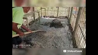 Cara membuat alas kandang ayam tidak berbau. 