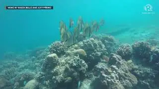 An underwater look at Dumaguete's oldest Marine Protected Area