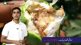 Pink Bollworm's life cycle, damage and management