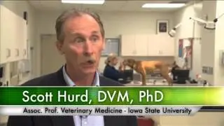 The Direct Relationship between Animal Health and Food Safety Outcomes