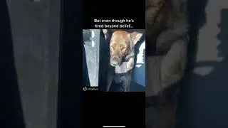 Police Dog Tries to Stay Awake After Night Shift | K9 Storm Inc.