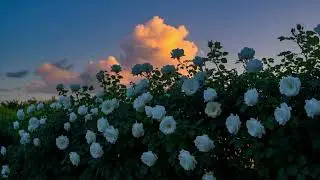 Enjoy the Night | Floral Dreams