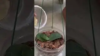 Fast Orchid Sprouting Hacks for Strong, Healthy Growth