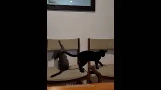 Kittens are having a blast playing on the 🪑 chairs!!
