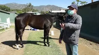 Horse trainer Jeff Bonde talks about the importance of a Thoroughbreds hoof.