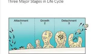 Perio Lecture Ch 6 Part 1 Bacteria in the Oral Environment
