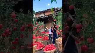 Estos agricultores tienen un m&eacute;todo sorprendente para cultivar granadas jugosas casi sin gastar nada