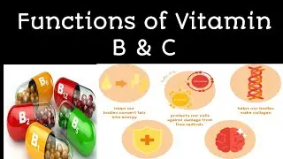 Functions of Water Soluble Vitamins B & C in Urdu/Hindi