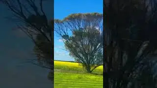 Geelong