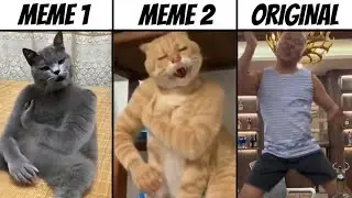 Cat slaps himself Ai Memes vs Original video