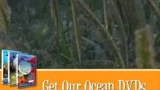 Razorfish in Turtle Grass - Ocean Animals - Creature Feature