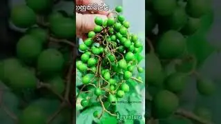 kawda danne me palathuru.. dannawanam like karamu 1 hari.... 😋🤗