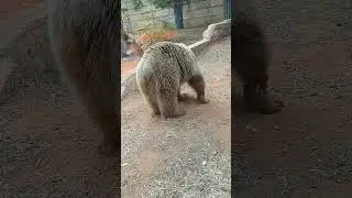 Massive grizzly bear searching for food. #travel #nature #animals #bear #israel #food #big #shorts