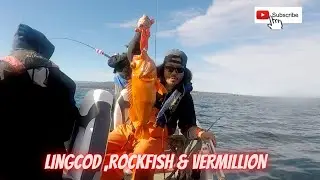Lingcod Rock Fish Giants Vermillion Monterey Bay California #fishing