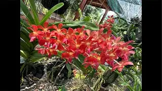 Hoa Lan Bốn Mùa đang phát trực tiếp!0914/456/956