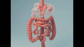 #3d  #medical  #animation  #smooth  #slowmotion #anatomy colon