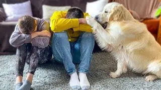 Golden Retriever Dog Reacts When My Wife and I are Sad