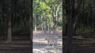 D j female with sal forest #wildlife #nature #videography #viralvideo #ktr #fallowdeer