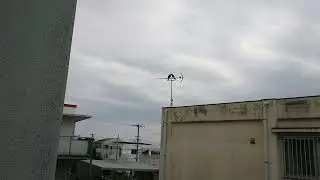 Large-billed Crow bonding | ハシブトガラス (Corvus macrorhynchos) | Ishigaki, March 20, 2020.