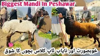 Nowsheera Mandi: Khobsorat Aur Nasli Dumbo Ka Shoq! 😍🐏 | Dumba Mandi Latest Update| 15 January 2026
