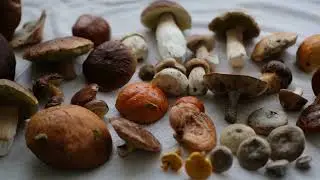 The Fascinating History of Fungi: From Ancient Times to Modern Science.