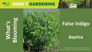 False Indigo (Baptisa)