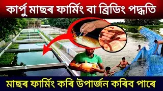 কাৰ্পু মাছৰ ফাৰ্মিং বা ব্ৰিডিং পদ্ধতি || Assam Fish Hatchery || Fish Farming in Assam||Catfish Farm 