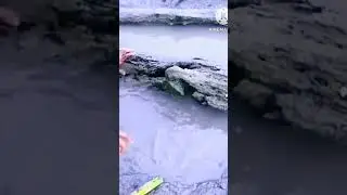 Shorts Crab hunting#shortsvideo