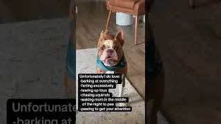 Unfortunately, I Do Love: Life With Phoenix the Boston Terrier