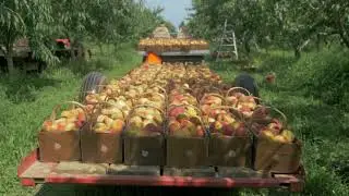 A day in the Life of an Ontario Peach | Produce Made Simple