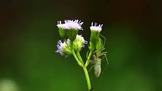 Bug vs Spider Green Color Insect Beautiful Insects