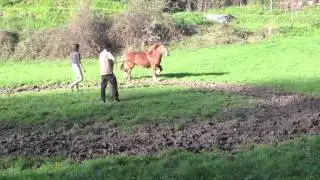 Débourrage jument bretonne à Méras