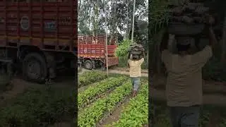 Kaner Plants | Available on IndiaMART